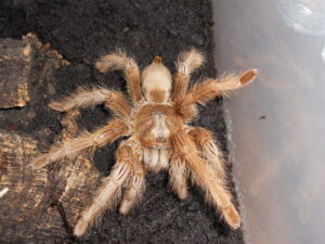 Monocentropus lambertoni – ptasznik