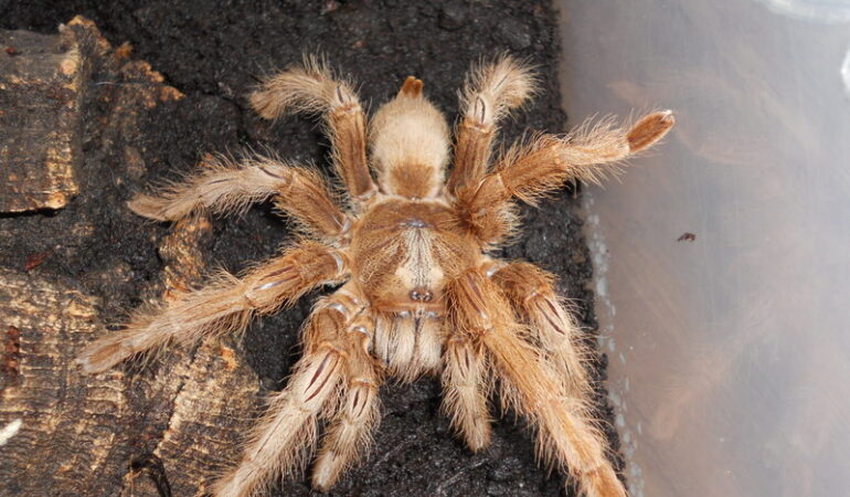 Monocentropus lambertoni – ptasznik