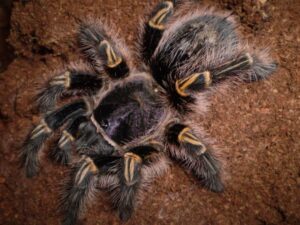 Grammostola pulchripes – ptasznik