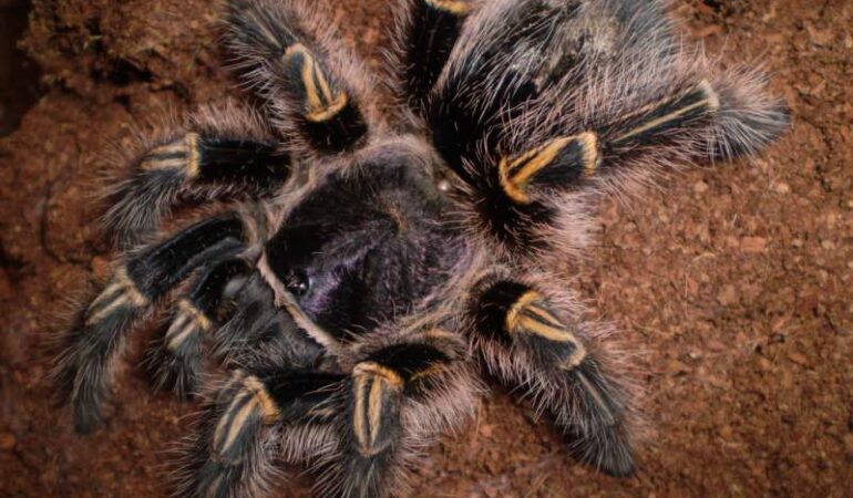 Grammostola pulchripes – ptasznik