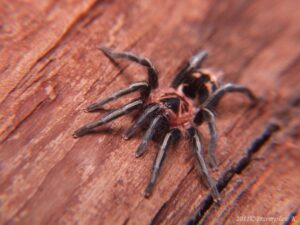 Cyriocosmus leetzi – ptasznik