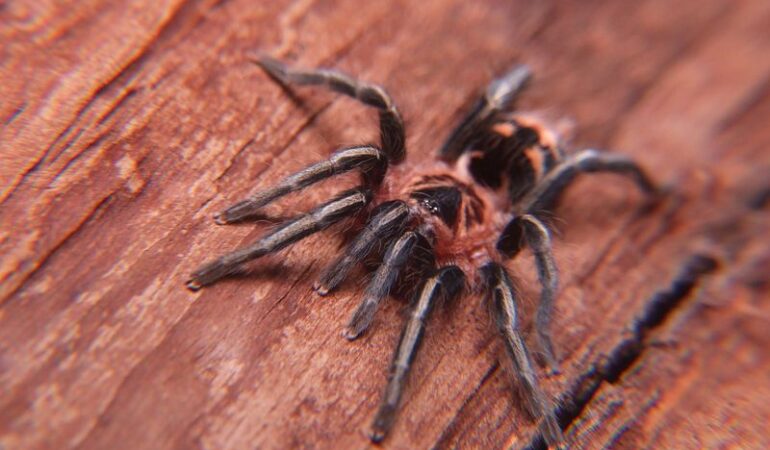 Cyriocosmus leetzi – ptasznik