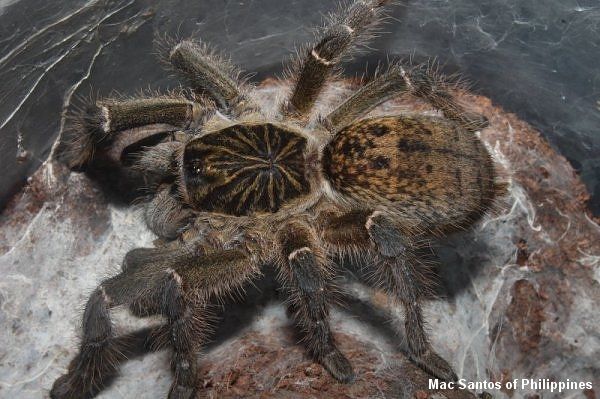 Ceratogyrus meridionalis – ptasznik