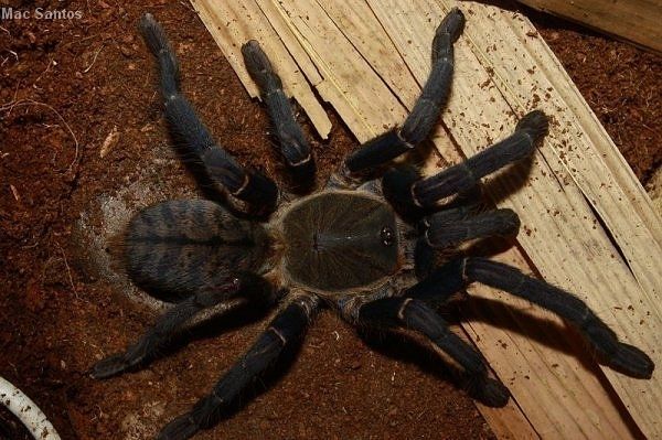 Haplopelma minax – ptasznik