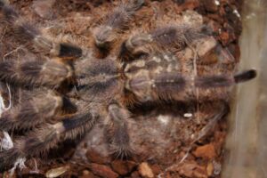Poecilotheria miranda – ptasznik