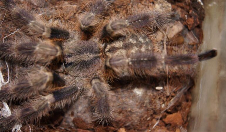 Poecilotheria miranda – ptasznik