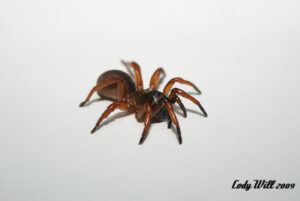 Myrmekiaphila cf coreyi