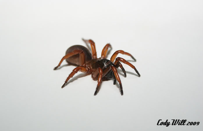 Myrmekiaphila cf coreyi