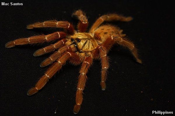 Pterinochilus murinus – ptasznik