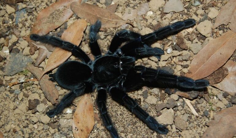 Lampropelma nigerrimum – ptasznik
