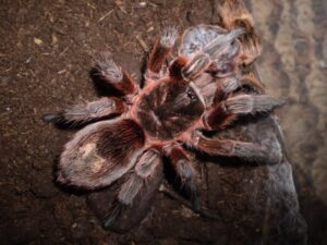 Paraphysa scrofa – ptasznik