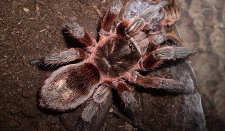 Paraphysa scrofa – ptasznik
