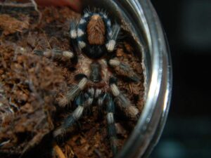 Cyriocosmus ritae – ptasznik