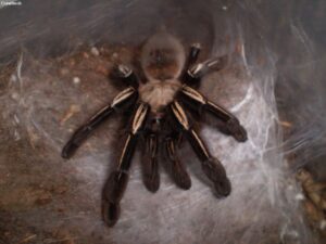 Ephebopus murinus – ptasznik