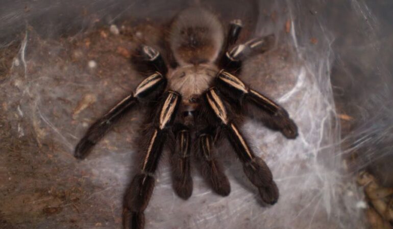 Ephebopus murinus – ptasznik