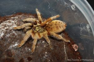 Augacephalus junodi – ptasznik