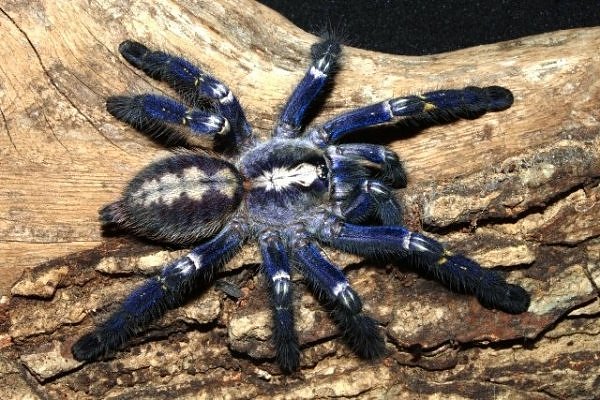 Poecilotheria metallica – ptasznik