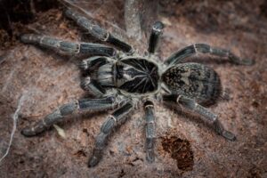 Pterinochilus chordatus – ptasznik
