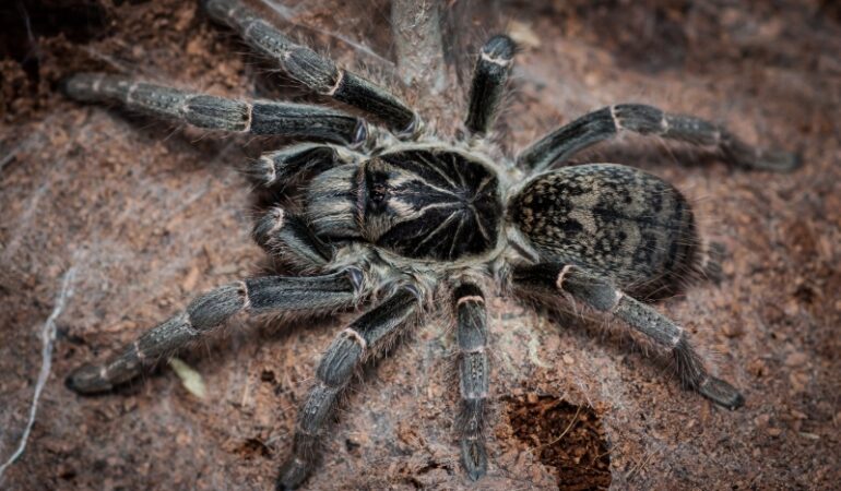 Pterinochilus chordatus – ptasznik