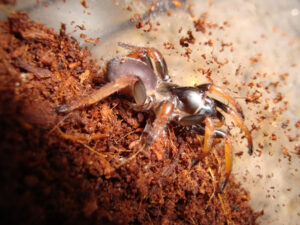 Ancylotrypa sp. 'Redleg’