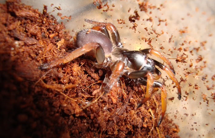 Ancylotrypa sp. 'Redleg’