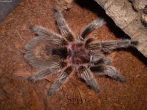 Grammostola rosea – ptasznik
