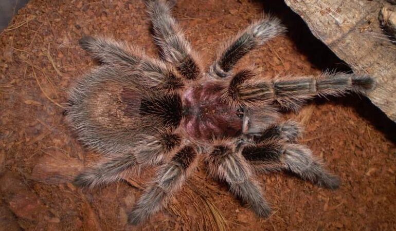 Grammostola rosea – ptasznik