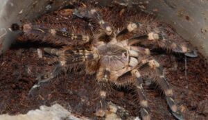 Poecilotheria subfusca – ptasznik