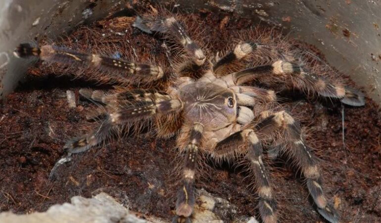 Poecilotheria subfusca – ptasznik