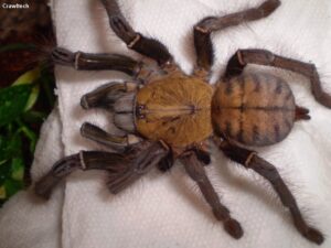 Cyriopagopus schioedtei – ptasznik