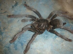 Cyriopagopus sp. Sulawesi Black – ptasznik