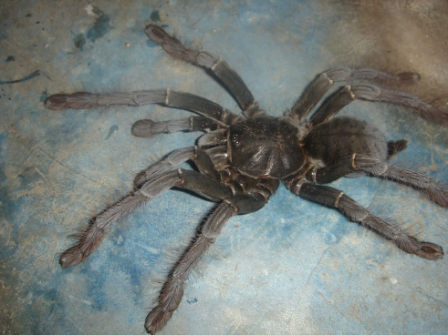 Cyriopagopus sp. Sulawesi Black – ptasznik