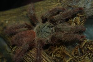 Tapinauchenius gigas – ptasznik