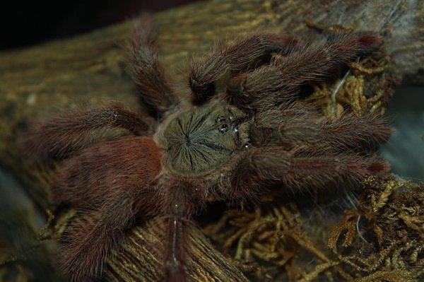 Tapinauchenius gigas – ptasznik