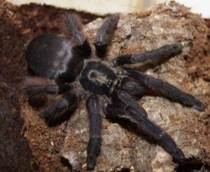 Tapinauchenius violaceus – ptasznik
