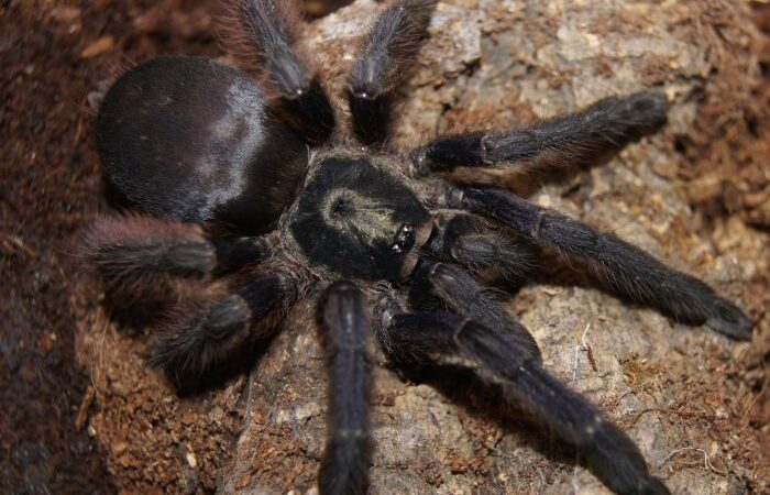 Tapinauchenius violaceus – ptasznik