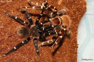 Acanthoscurria brocklehursti – ptasznik