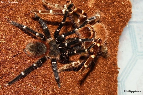 Acanthoscurria brocklehursti – ptasznik