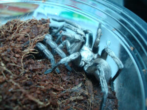 Cyphonisia sp. 'Silver’
