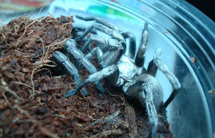 Cyphonisia sp. 'Silver’