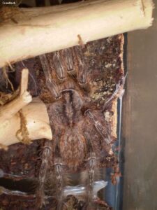 Poecilotheria fasciata – ptasznik