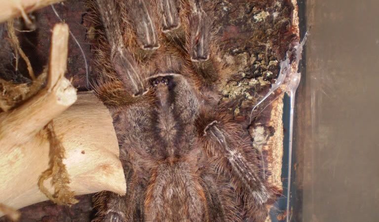 Poecilotheria fasciata – ptasznik