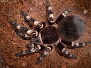 Acanthoscurria geniculata – ptasznik