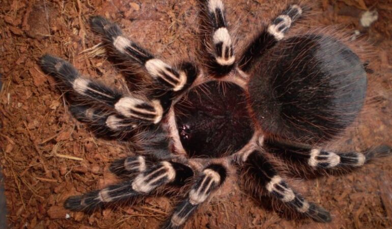 Acanthoscurria geniculata – ptasznik