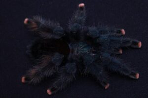 Avicularia geroldi – ptasznik
