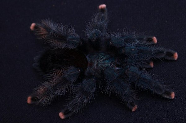 Avicularia geroldi – ptasznik