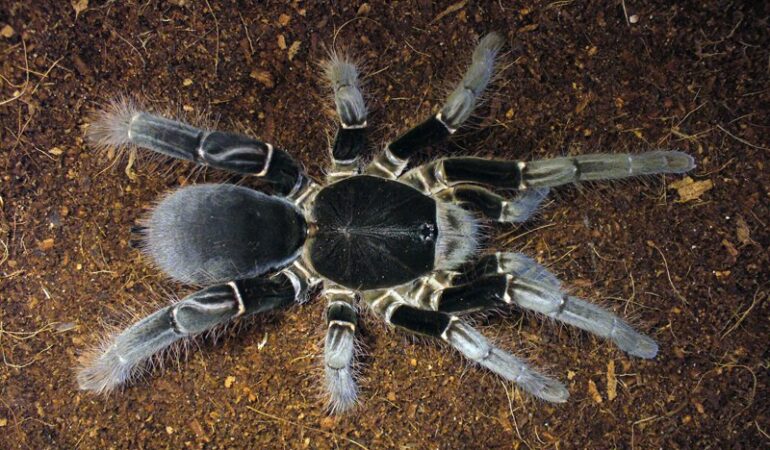 Hysterocrates gigas – ptasznik