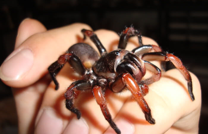 Latouchia batuensis