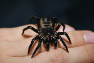 Liphistius malayanus
