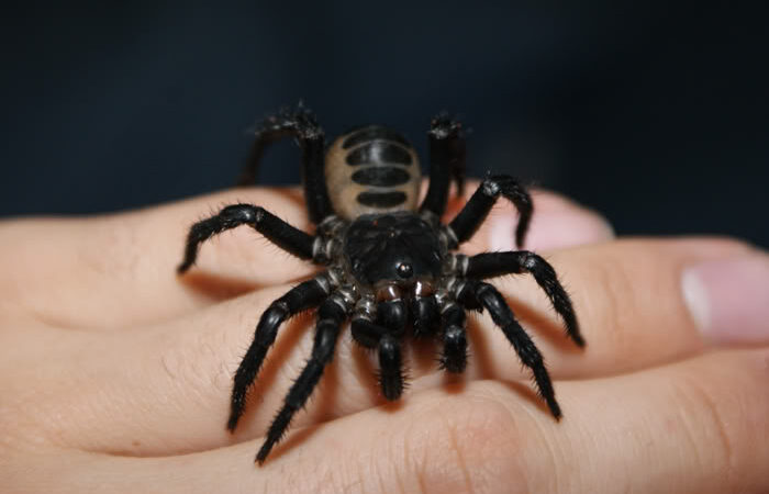 Liphistius malayanus